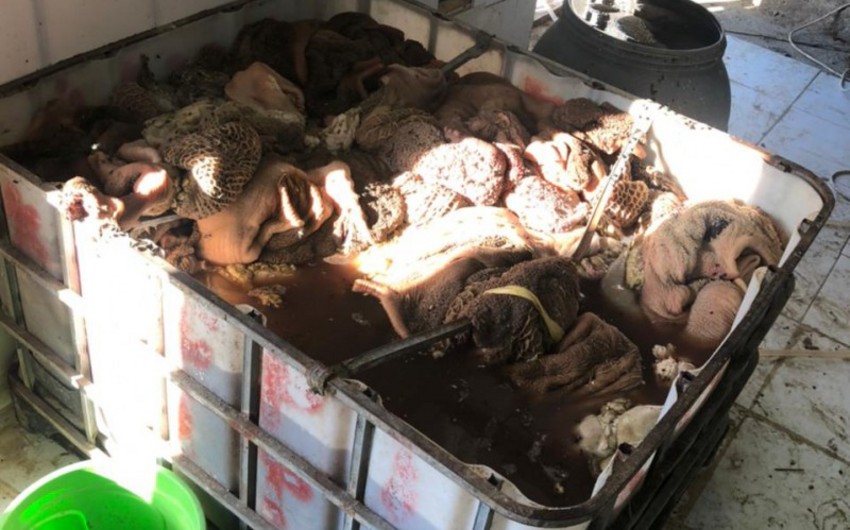 Bakıda mənşəyi məlum olmayan 260 kq heyvan cəmdəyi aşkarlandı