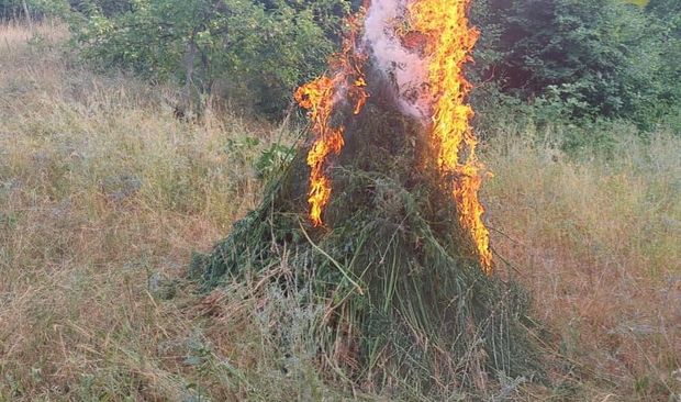 Xocavənddə 1 tona yaxın narkotik tərkibli bitki aşkarlandı