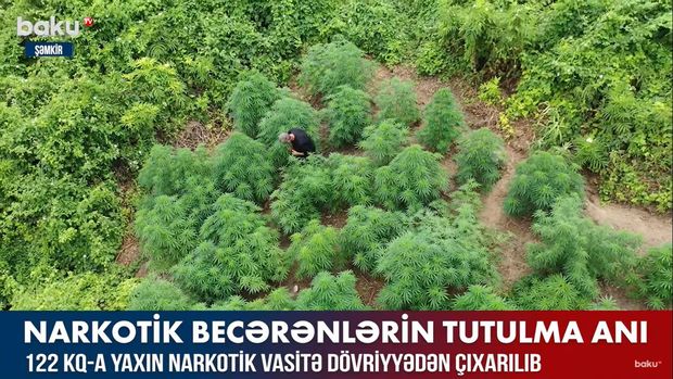 Şəmkirdə narkotik becərənlərin tutulma görüntüləri – VİDEO