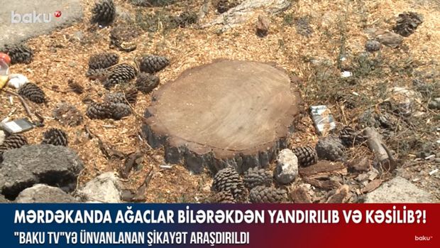 Mərdəkanda ağaclar bilərəkdən yandırılıb və kəsilib? – VİDEO