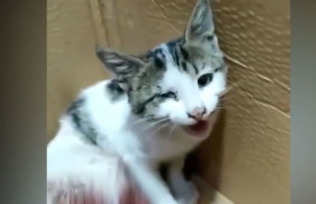 Ət yediyinə görə ayağı kəsildiyi deyilən pişiklə bağlı - Polisdən açıqlama