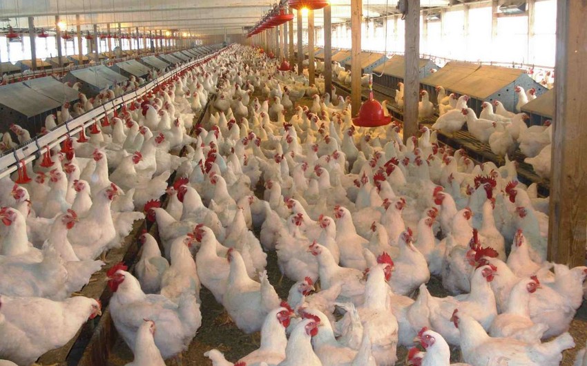 İki ölkədən Azərbaycana quş ətinin gətirilməsinə məhdudiyyət qoyuldu