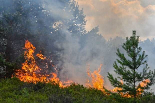 Azərbaycanda meşədə baş verən yanğın lokallaşdırıldı: Xidmət rəisindən əhaliyə çağırış