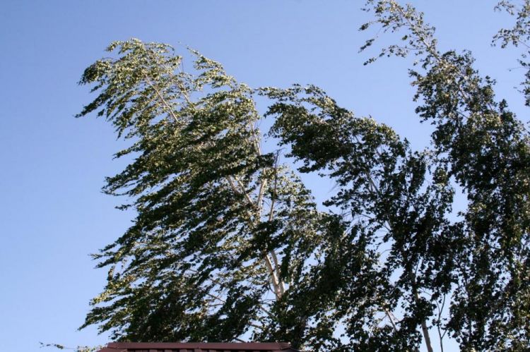 Sabah Bakıda külək olacaq