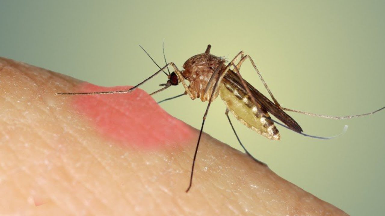 Ağcaqanaddan insana keçən virus 42 nəfərin ölümünə səbəb oldu