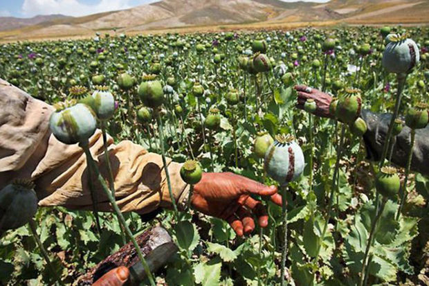 Heroin cihadı”: “Taliban” ən gəlirli sahədən imtina edəcək?