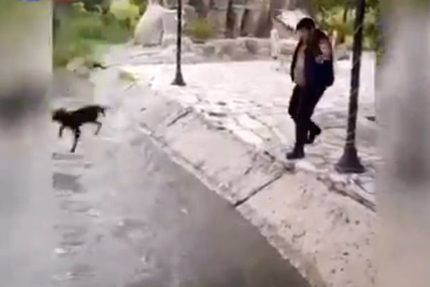 İtə rəhmsiz rəftar göstərən şəxslərin müəyyən edilməsi ilə bağlı araşdırmalara başlanıldı