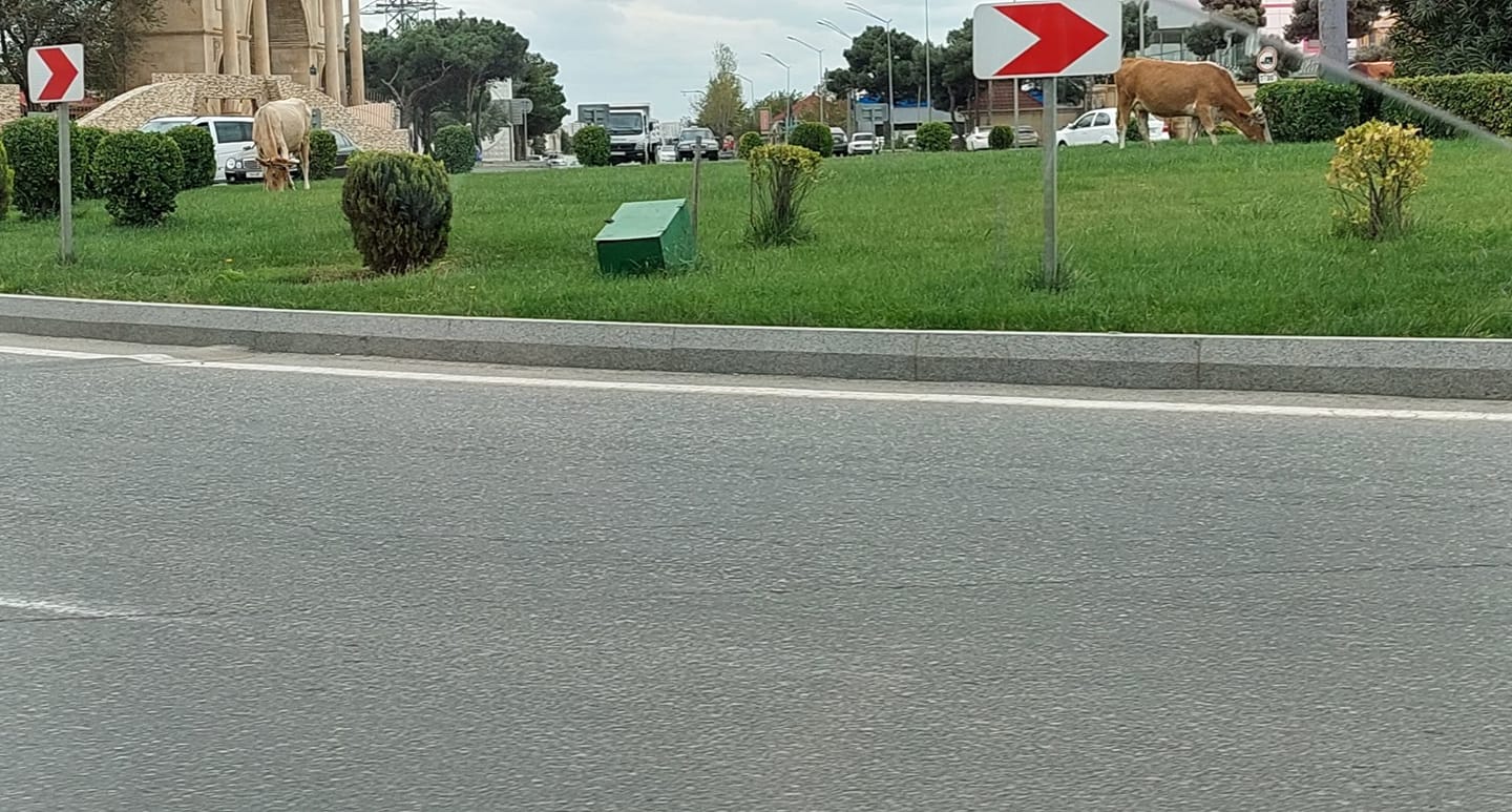 Bakıda maraqlı olay: Yeni təmir olunan dairədə inəklər otlayır (FOTOFAKT)