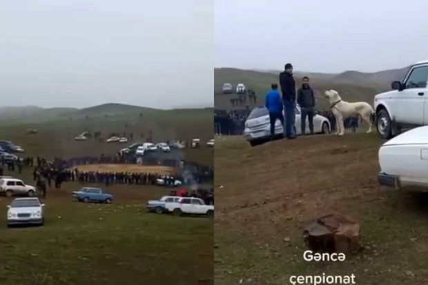DİN: Göygöldə qanunsuz it yarışlarının keçirilməsi nəzarətə götürülüb – VİDEO