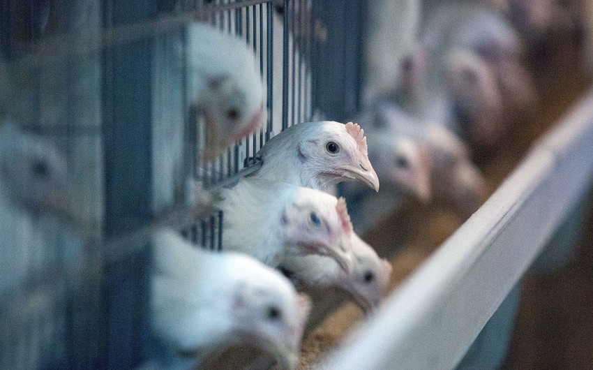 Üç ölkənin bəzi əyalətlərindən Azərbaycana quş əti və yumurta gətirilməsi qadağan olundu