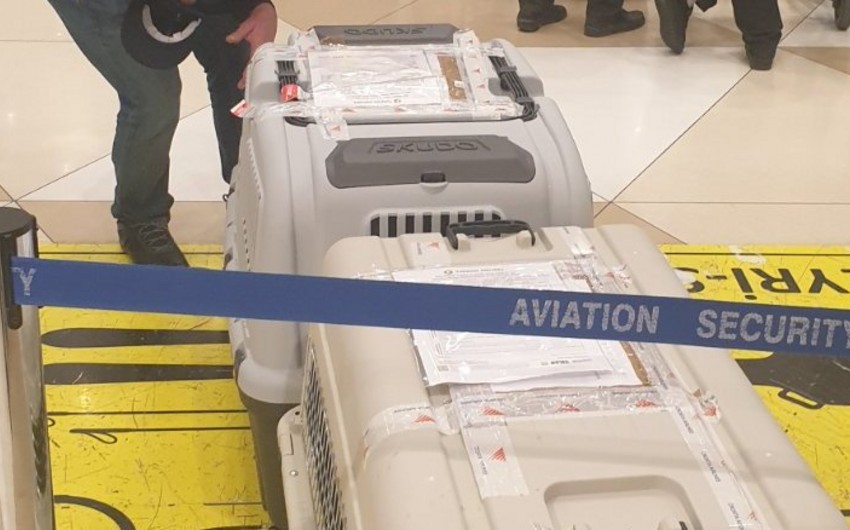 Azərbaycana xüsusi təlim keçmiş iki minaaxtaran it gətirildi