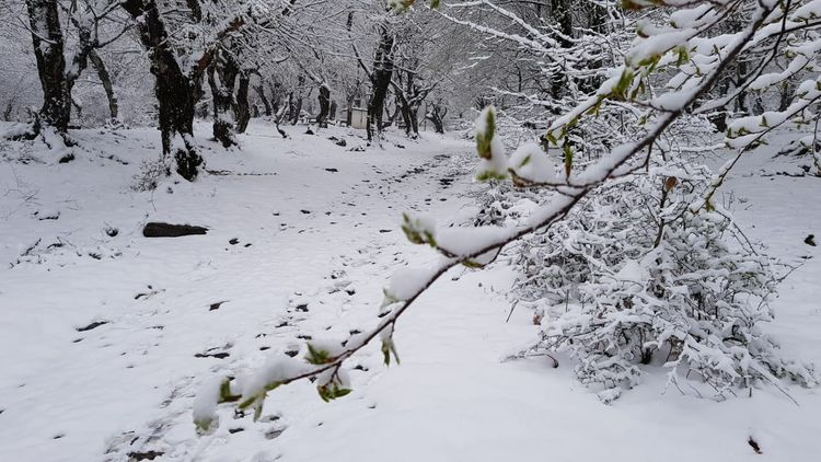 Faktiki hava: Azərbaycana qar yağdı