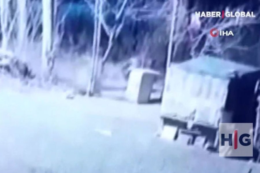 Kəndə hücum edən canavarlar iti parçaladılar - VİDEO