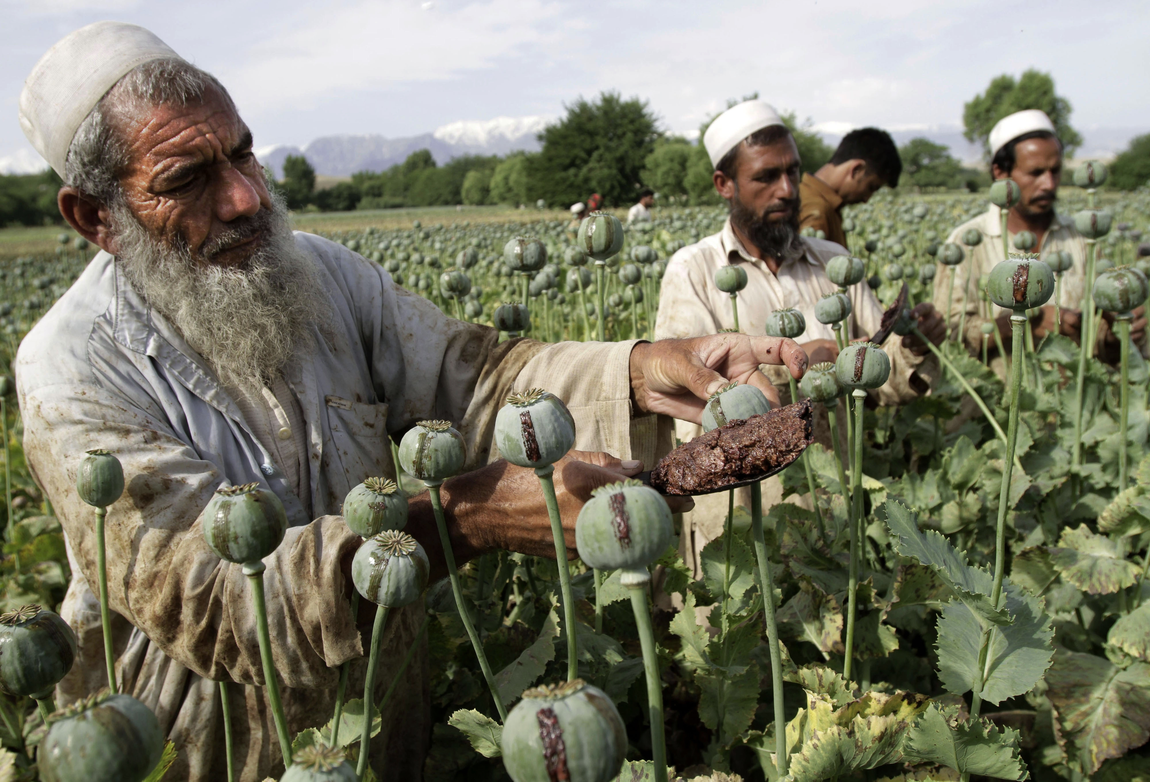 “Taliban” xaşxaş becərilməsini qadağan edib