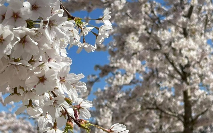 Sabaha gözlənilən hava şəraiti açıqlandı
