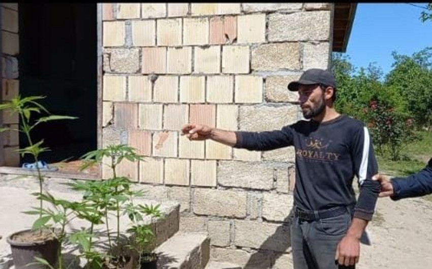 Evində narkotik yetişdirən narkotacir saxlanıldı