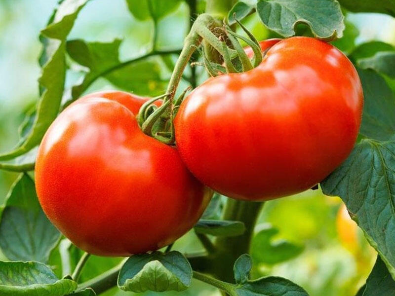 Bu pomidorlarda təhlükəli zəhər olur - DİQQƏT!