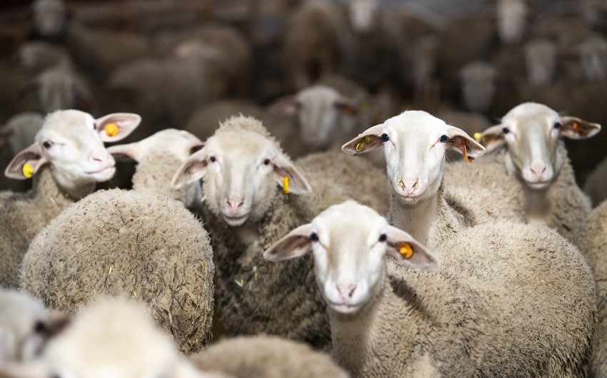 Bakıda və Abşeronda Qurban bayramı yarmarkası keçiriləcək