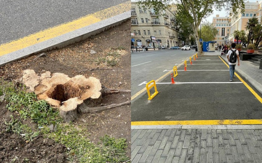 Ağacların kəsilməsinə görə vəzifəli şəxs cərimələndi