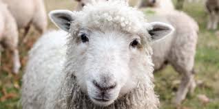 Qurbanlıq heyvan kəsimi və satışı yerləri açıqlandı