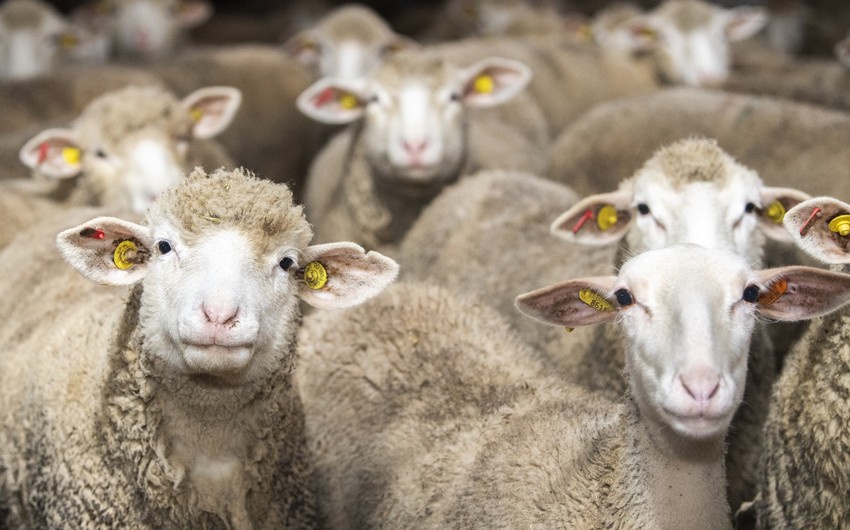 Azərbaycanda Qurban bayramının vaxtı AÇIQLANDI
