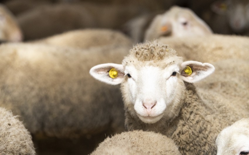 Azərbaycanda Qurban bayramıdır