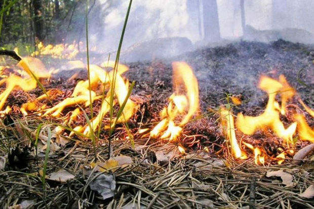 Bakıda qamışlıq ərazi yanır