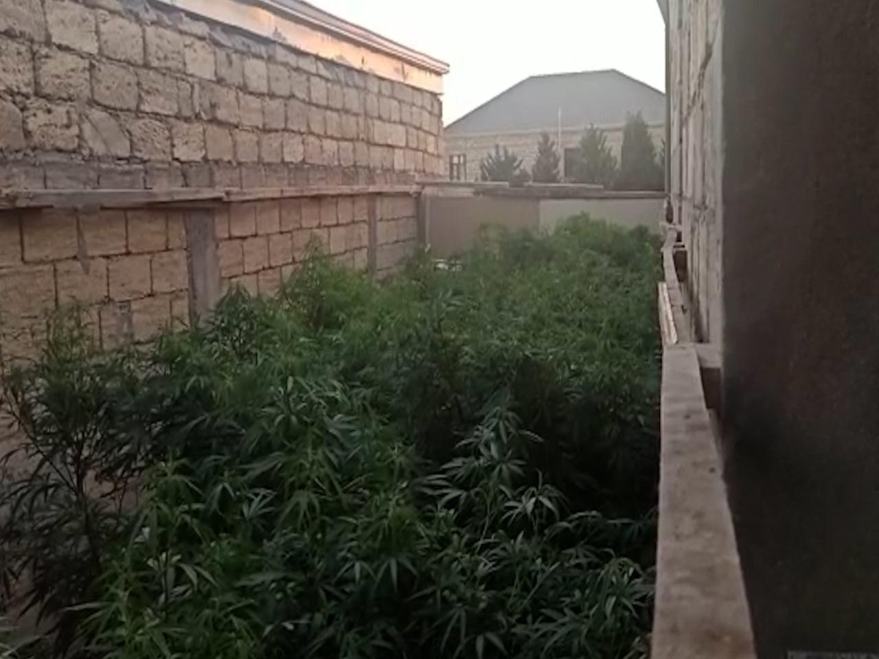 Polisdən əməliyyat: Saxlanılan var - FOTO/VİDEO
