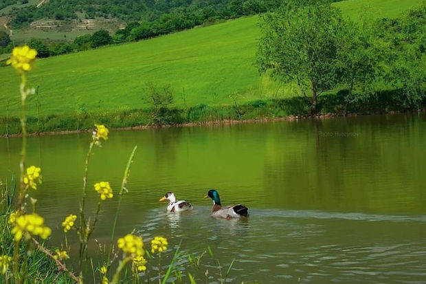 Sabahın hava proqnozu açıqlandı