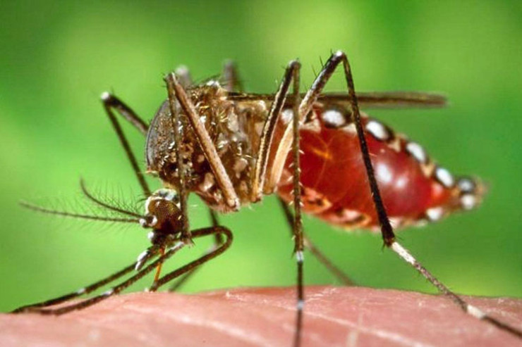 Bu ölkədə təhlükəli virus yayılır