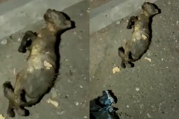 Bakıda heyvana qarşı vəhşilik: uşaq pişiyi yandıraraq öldürdü