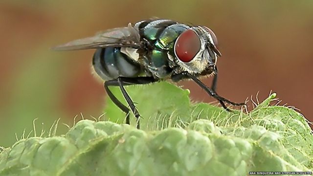 Dünyada daha bir öldürücü virus yayılıb: Əlamətləri yoxdur