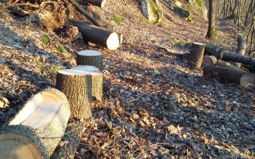 Xırdalanda tikinti şirkəti ağacları zədələyib