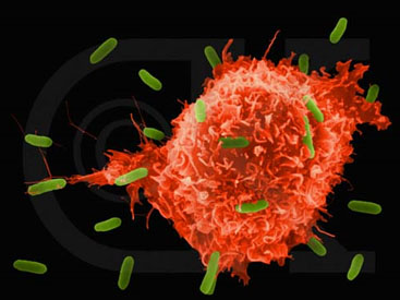 Dünya yeni epidemiya ilə qarşı-qarşıya: Bu ölkədə xeyli yoluxan var