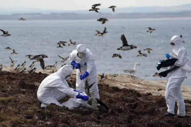 Bu ölkədə tarixdə ən böyük “quş qripi” epidemiyası qeydə alındı