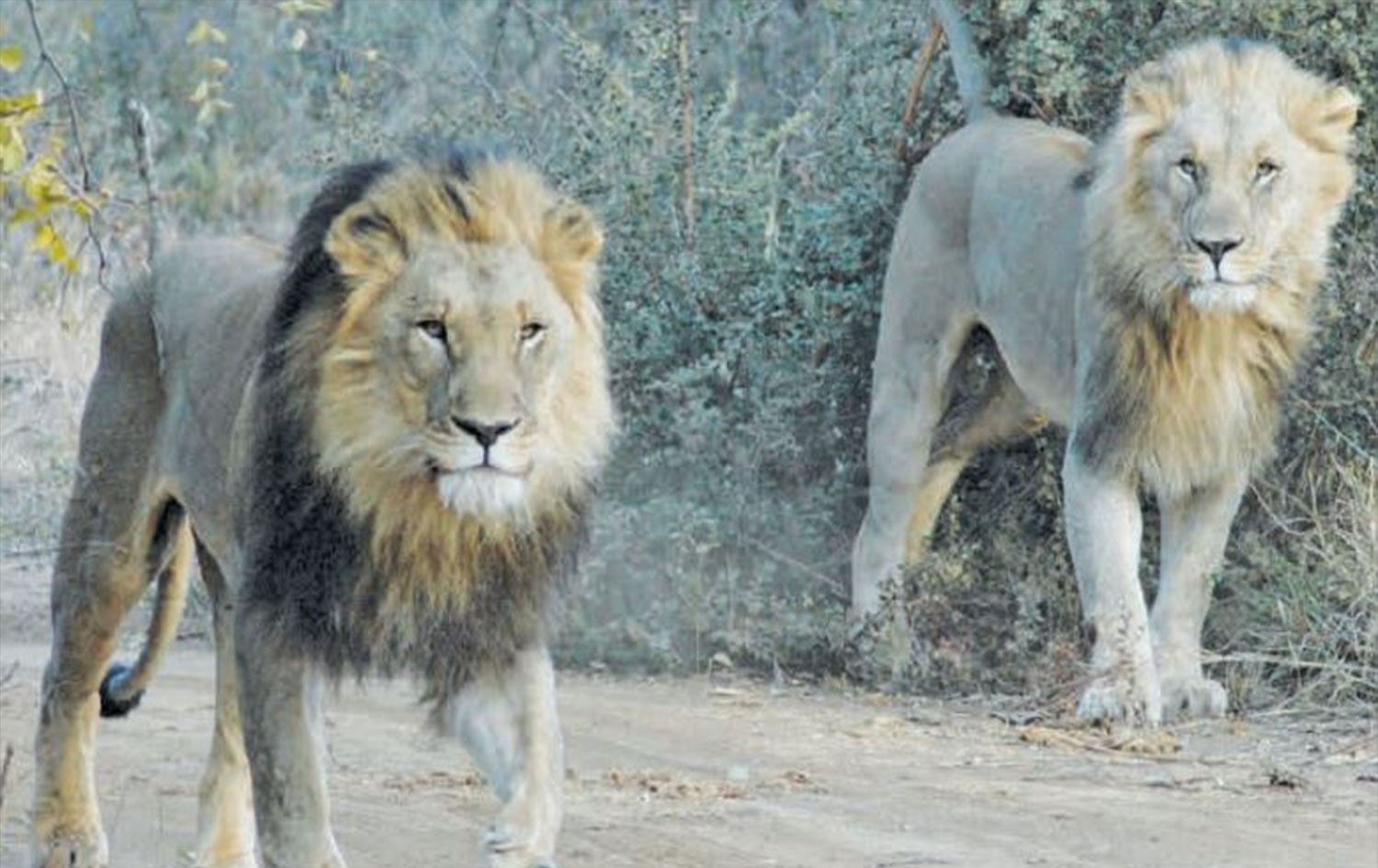 Zooparkdan qaçan şirlər hər kəsi qorxuya saldı