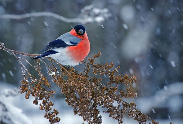 Güclü külək əsəcək, yağış və qar yağacaq - XƏBƏRDARLIQ