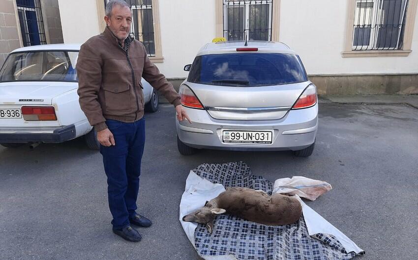 Ovladıqları cüyürü Qəbələyə satmağa gətirən şəxslər tutuldu