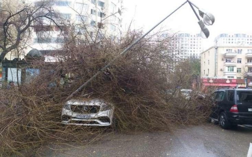 Bakıda ağac aşdı - Bir neçə marşrut üzrə hərəkət sxemi dəyişdirildi