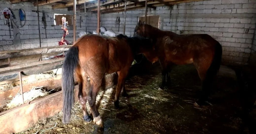 Naxçıvanda mal əti adı altında at əti satanlar saxlanılıb - FOTO