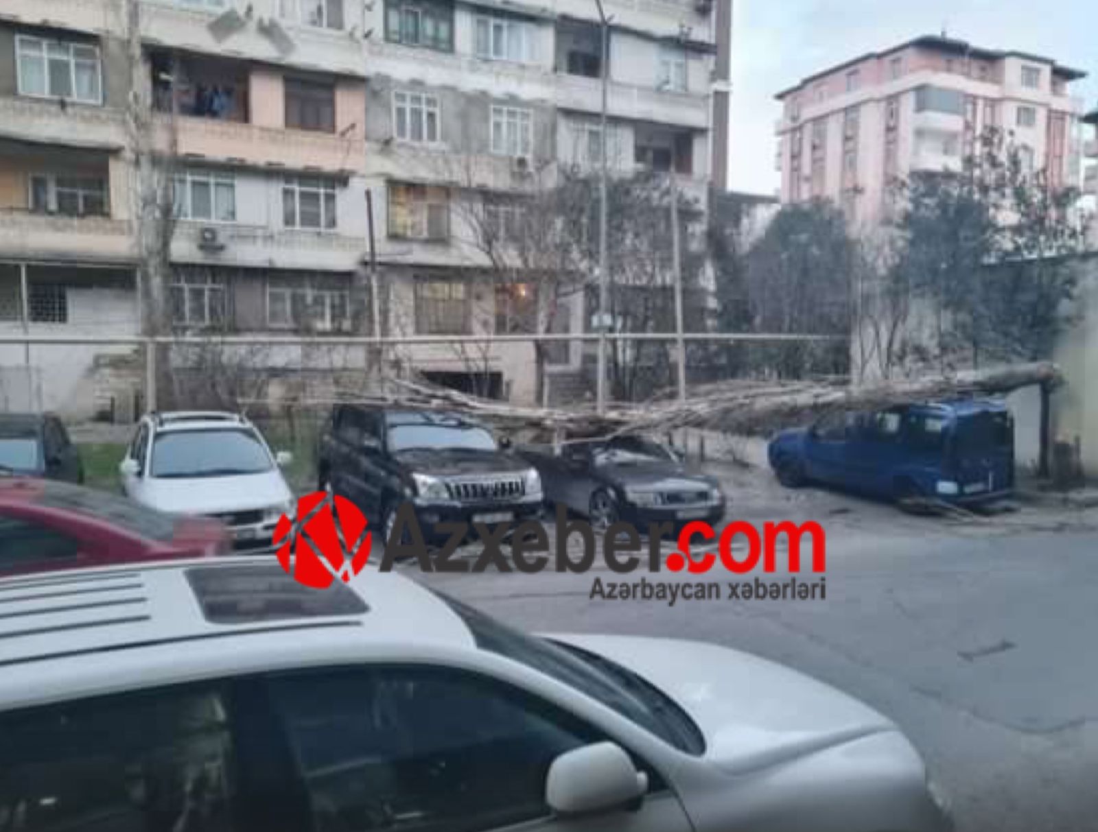 Paytaxtda güclü külək ağacı maşının üzərinə aşırdı – FOTO