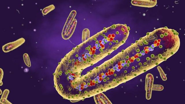 Bu ölkədə öldürücü virus yayılıb: Daha əvvəl də yüzlərlə can alıb
