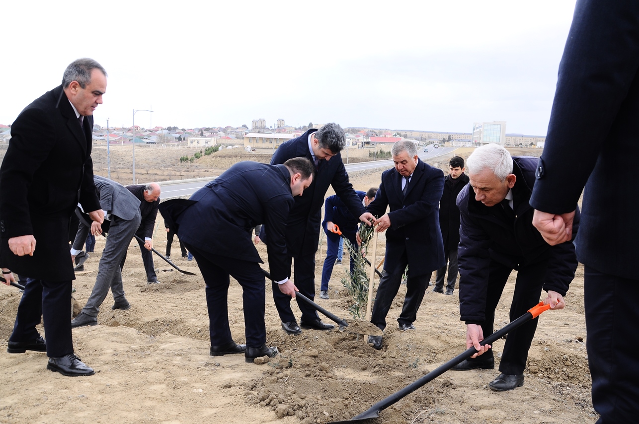 Naftalanda “Heydər Əliyev ili” çərçivəsində ağacəkmə aksiyası keçirilib - FOTOLAR