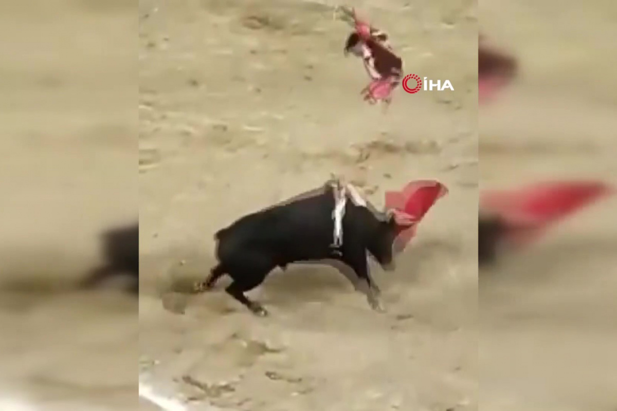 Öküz döyüşü zamanı qorxunc anlar: Matador başı üstə yıxılaraq huşunu itirdi