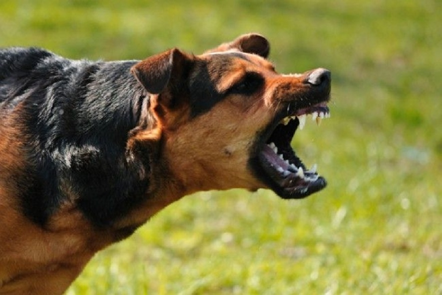 Azərbaycanda itin dişlədiyi azyaşlı öldü