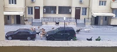 Sahibsiz itlər azyaşlılara hücum edir: Onlara qarşı necə davranaq? - AÇIQLAMA