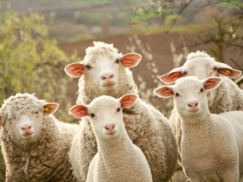 Qurbanlıq qoyun almaq istəyənlərə şad xəbər - Qiymətlər... - VİDEO