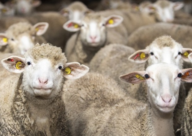 Qurban ətinin əvəzinə ehtiyacı olan şəxsə pul vermək olar? - AÇIQLAMA