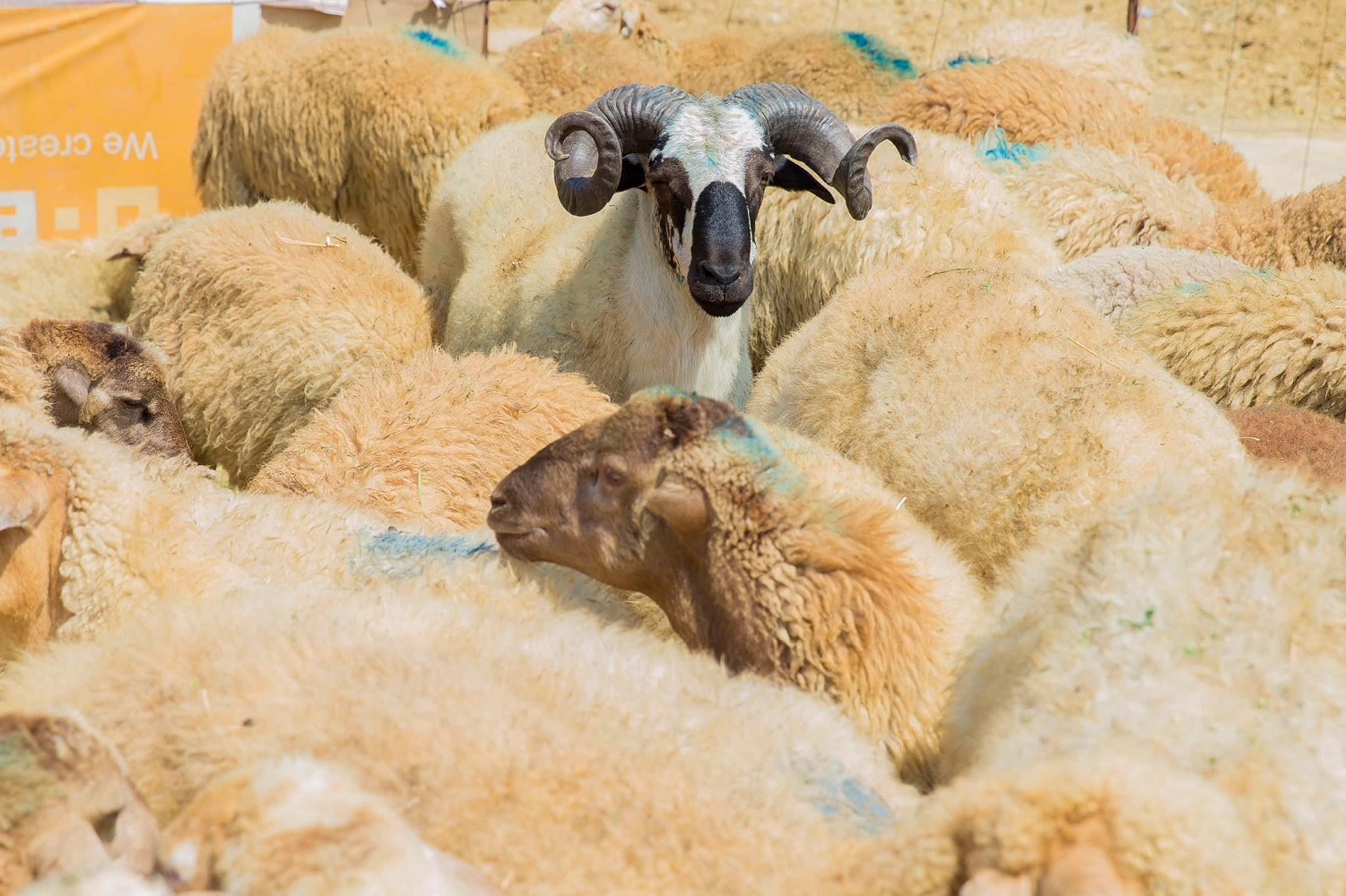 Bazarda 400 manatdan aşağı qurbanlıq heyvan tapmaq olmur...