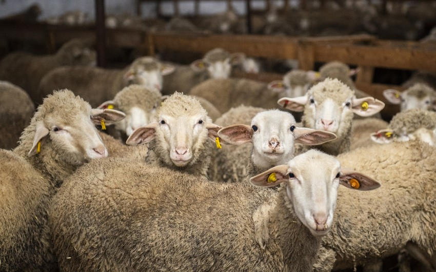 Hansı heyvanları qurbanlıq kəsmək olar? - QMİ-dən FƏTVA